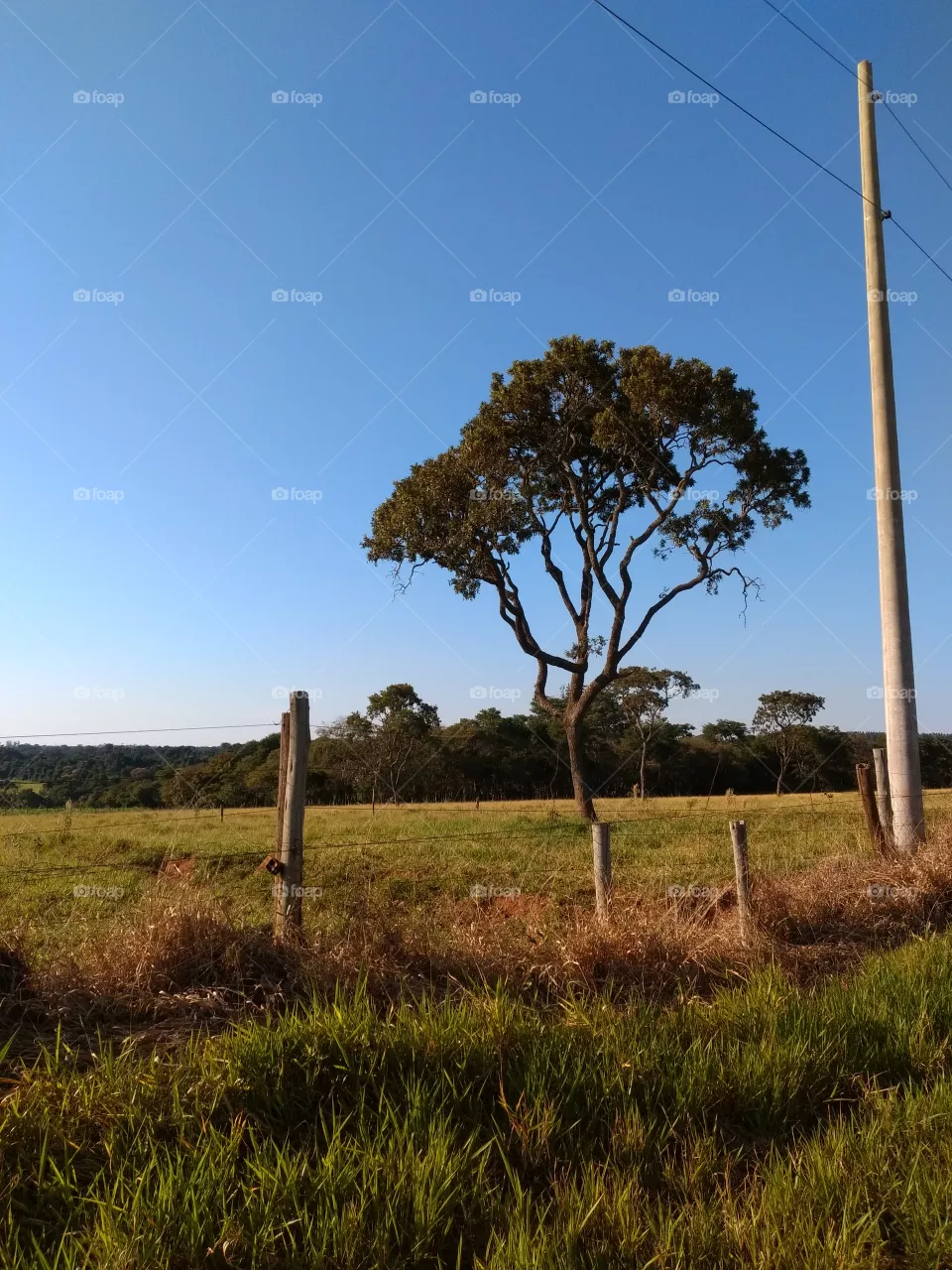 bem vindo foap natureza