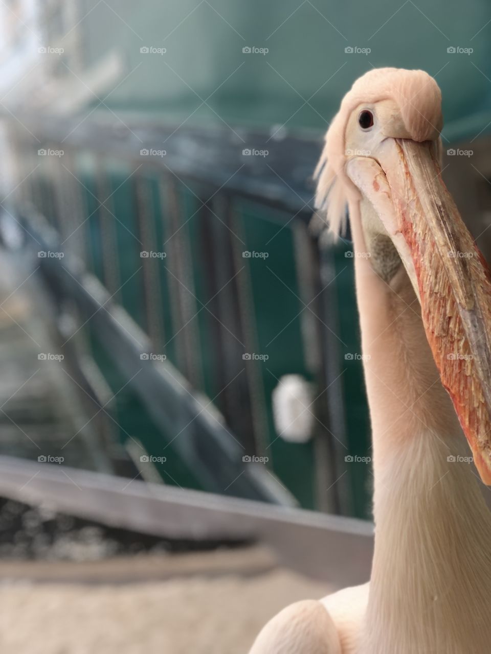 Pelican from the Clearwater aquarium, Florida 