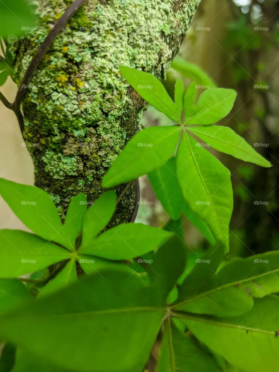 Green leaf