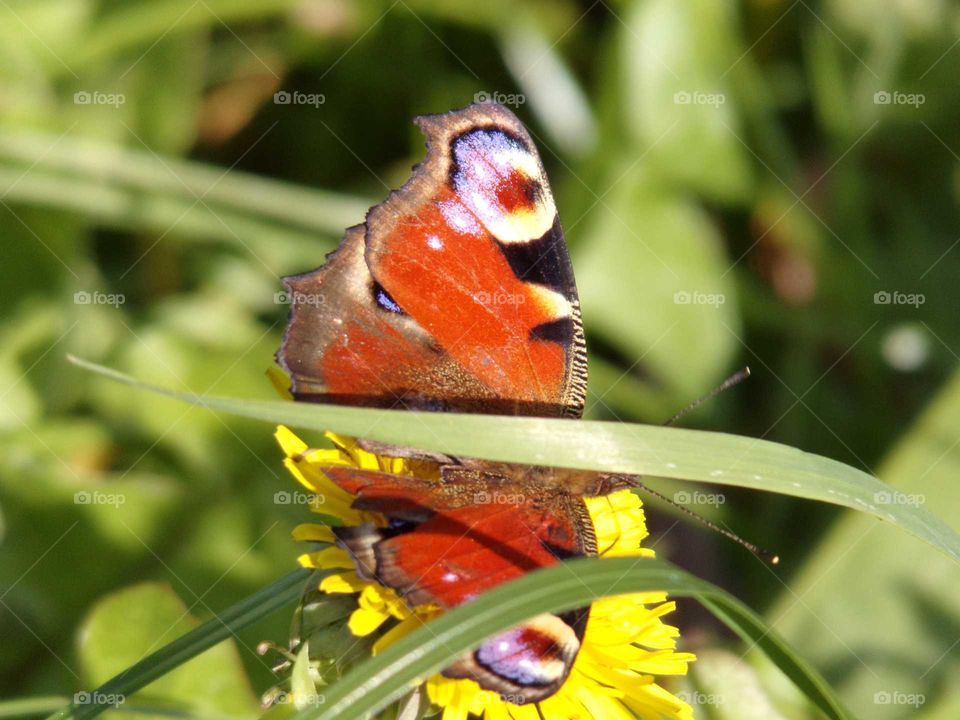 Schmetterling auf blühenden Löwenzahn