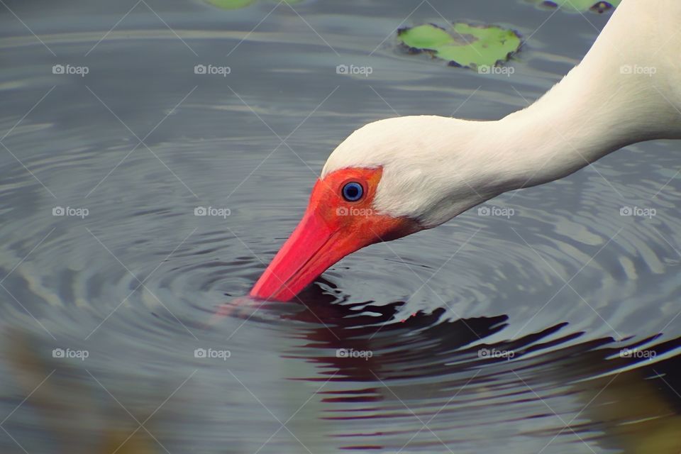Interesting White Ibis fishing through the water with his bright red bill.