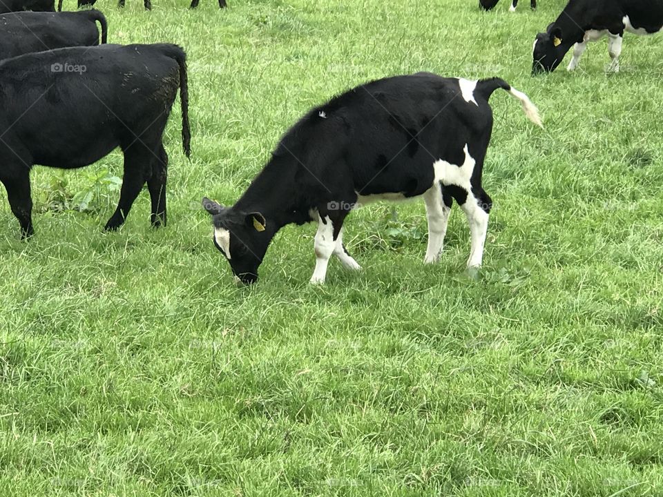 Ireland cows pasture