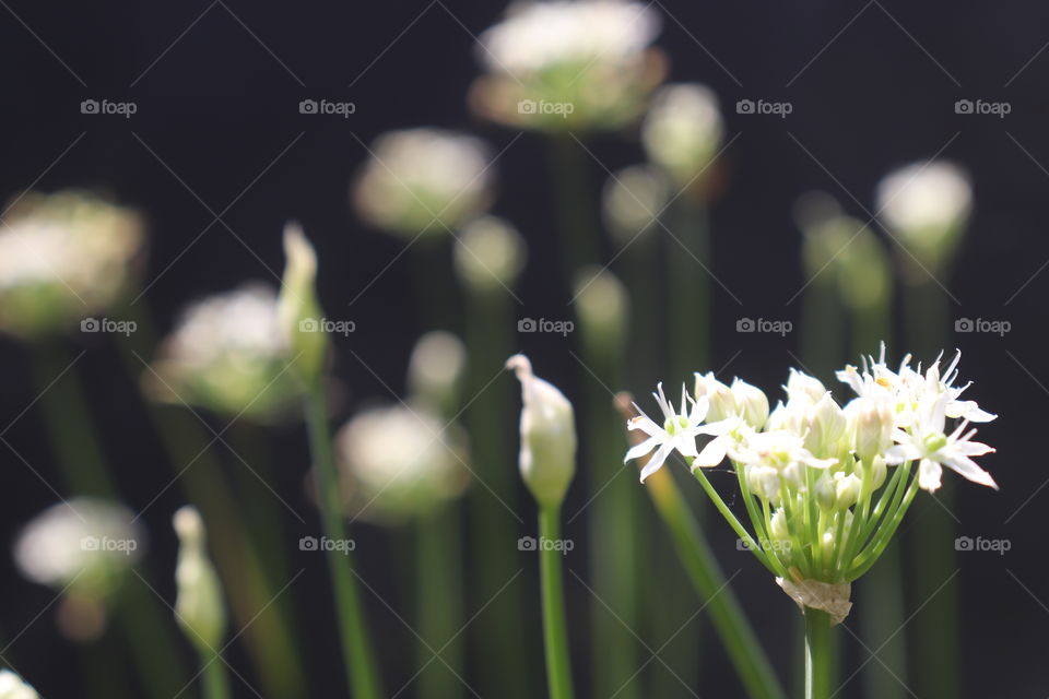 chives flower