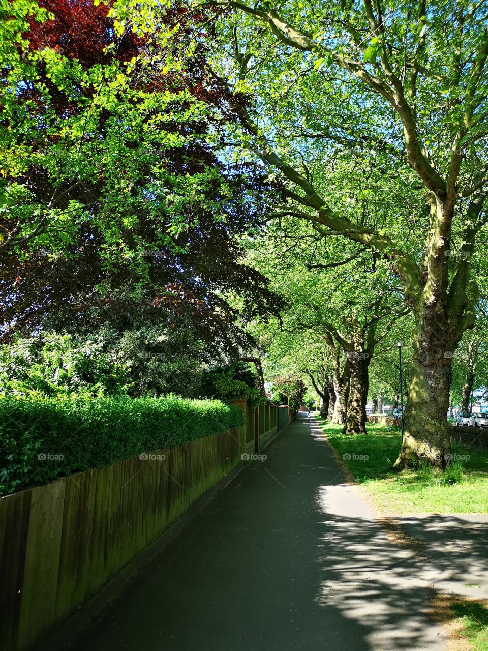 Green walkway tree-lined