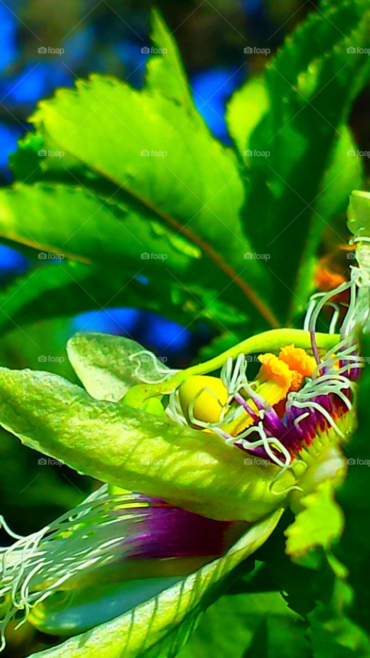 "Blooming Passion Flower"