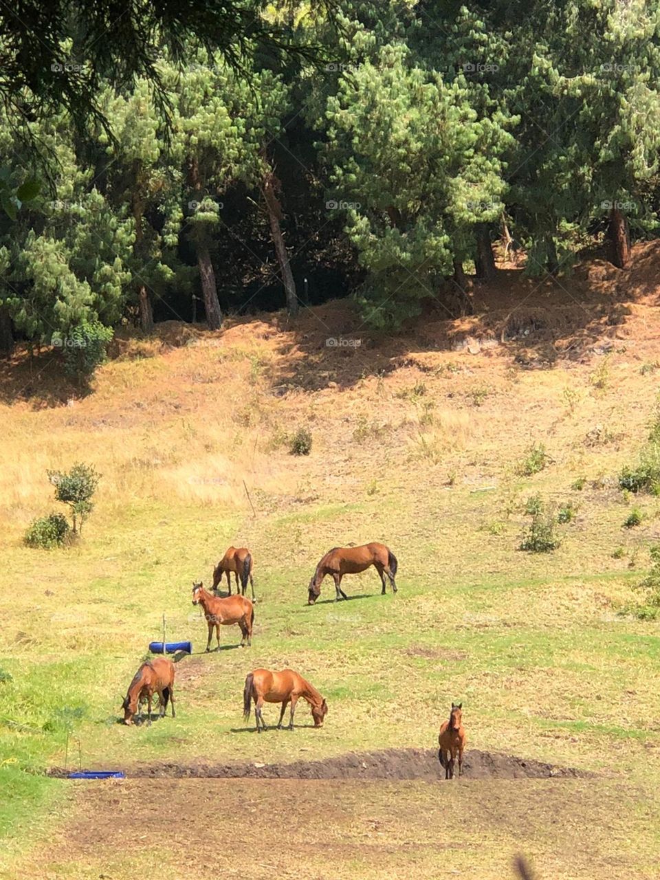 Caballos en el campo