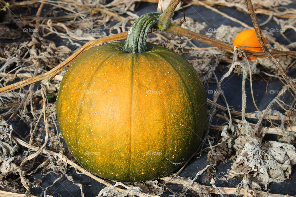 autumn holiday fruit pumpkin by twilite