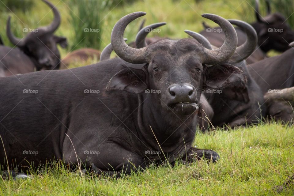 Buffalo laying on the grass