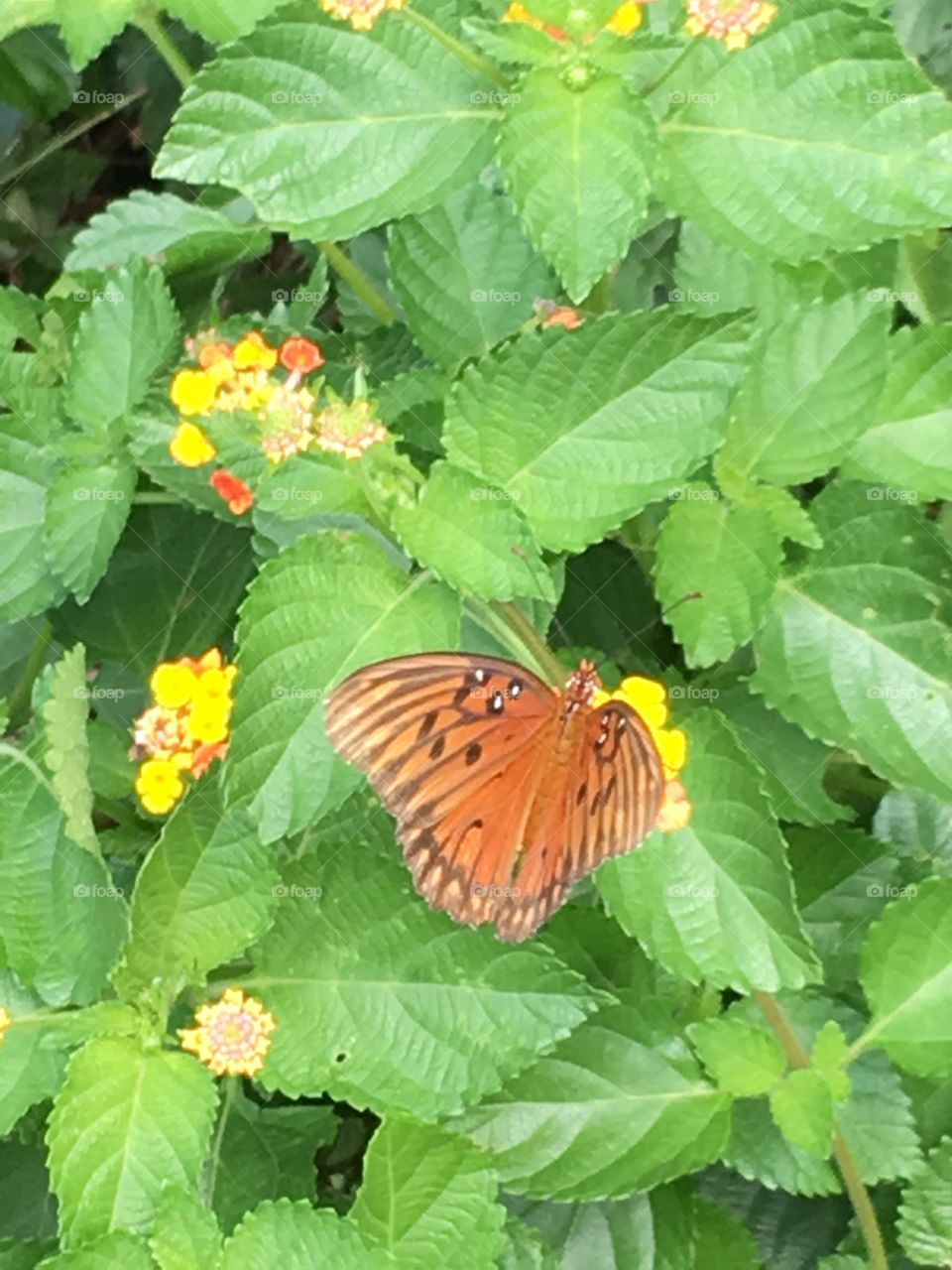 Beautiful butterfly 