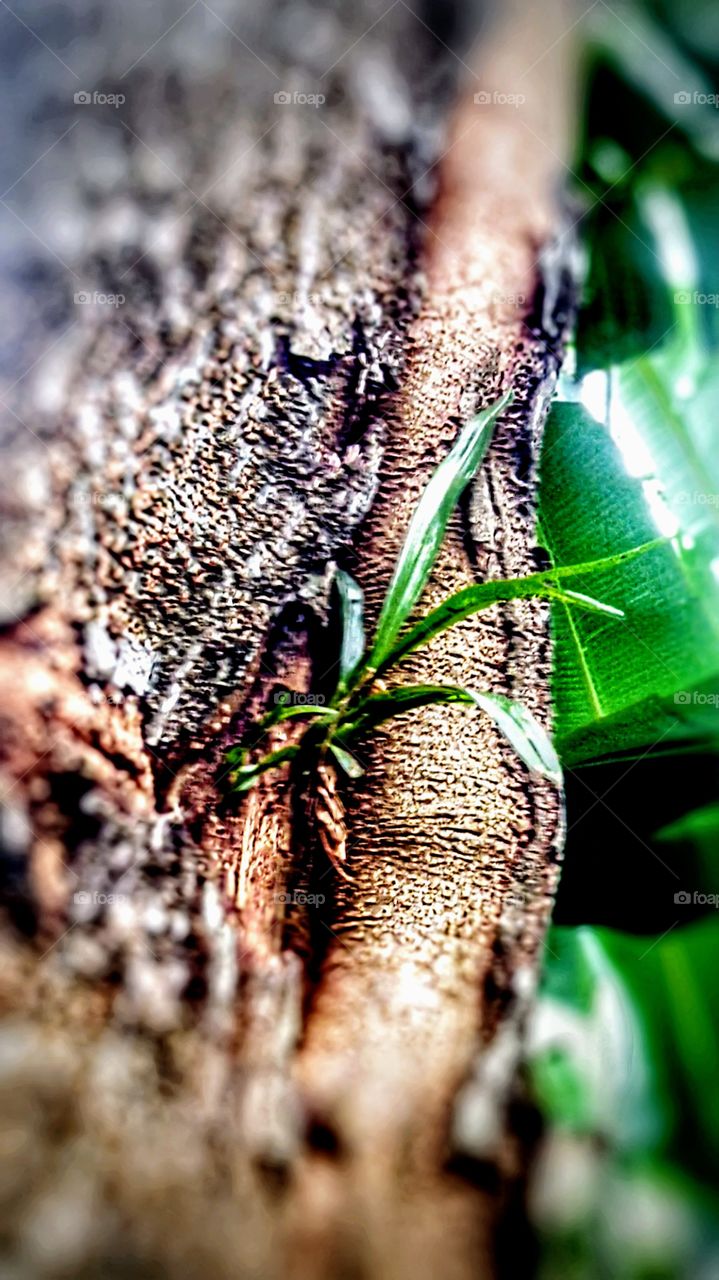 Orchid plants grow on the bark of trees
