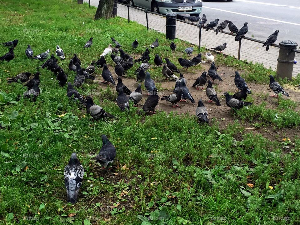 Plenty of city pigeons feeding on the lawn grass in the public park 