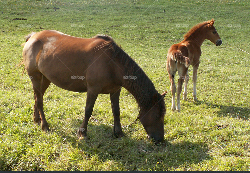 Horse Meadow