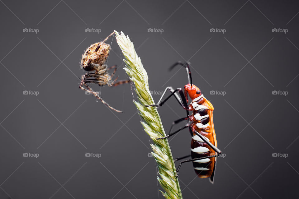 Mini spider and friend