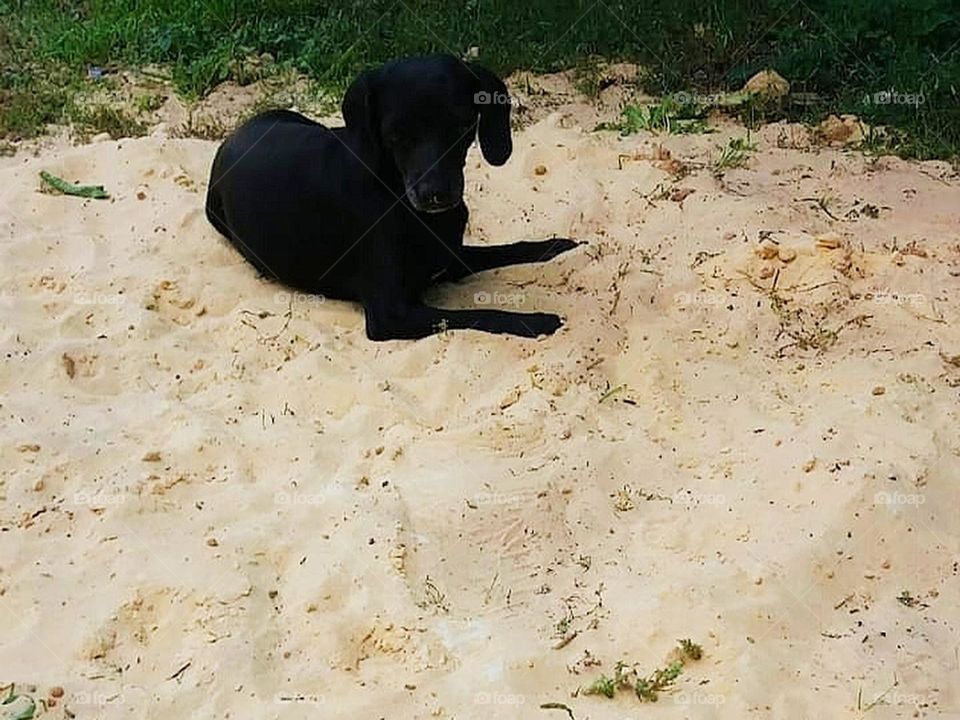 "чёрная пантера")))