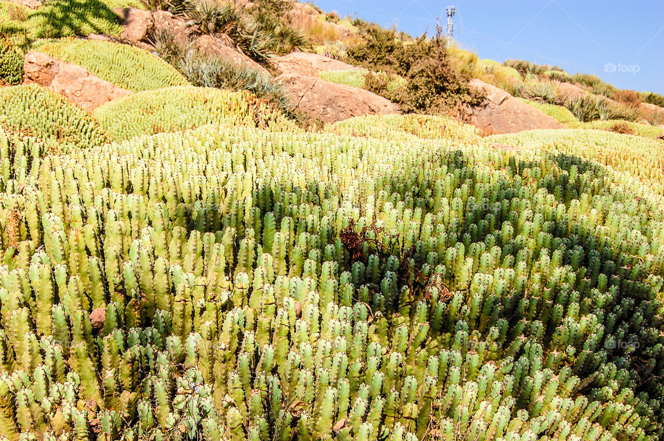 Cactus fields