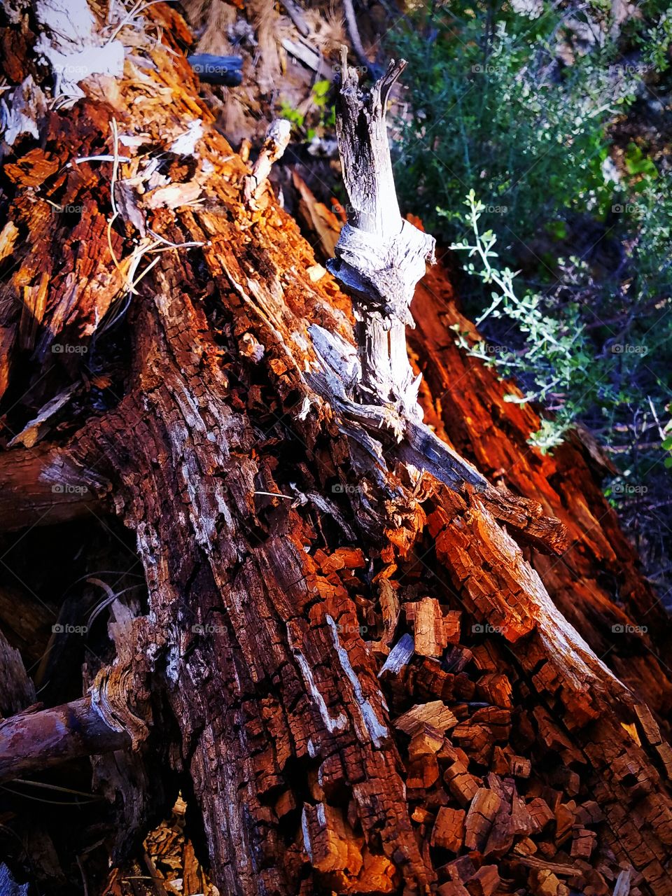 Rotted trunk