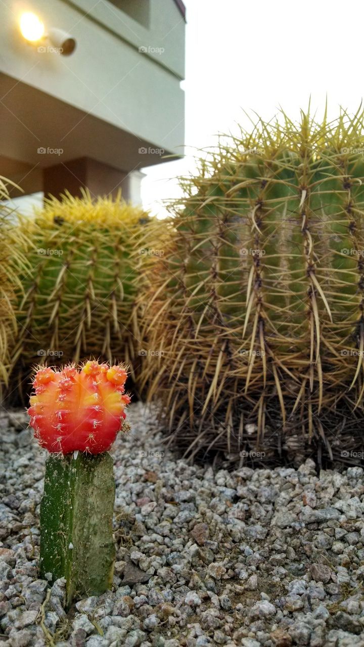 cactus family
