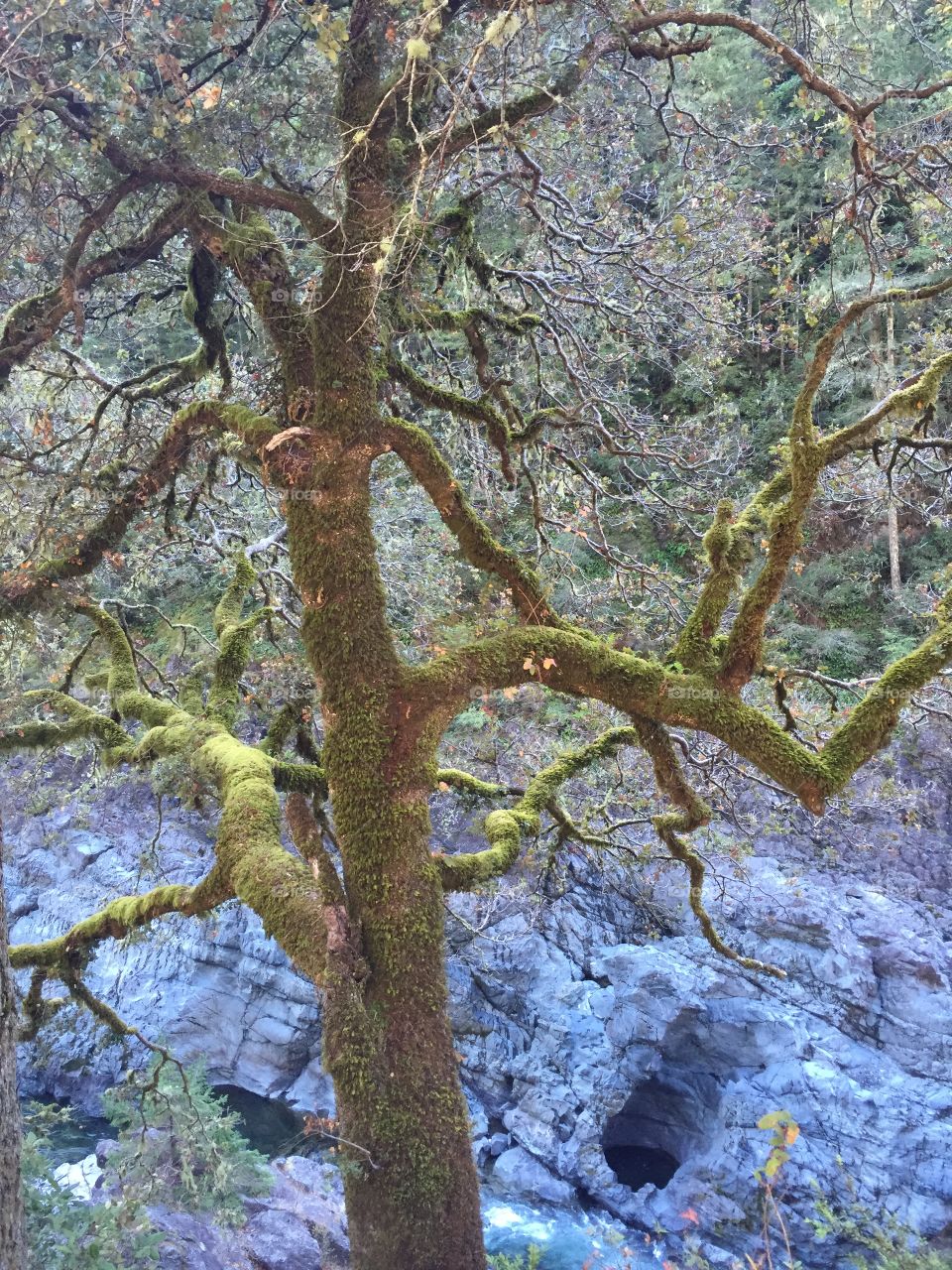 Mossy tree