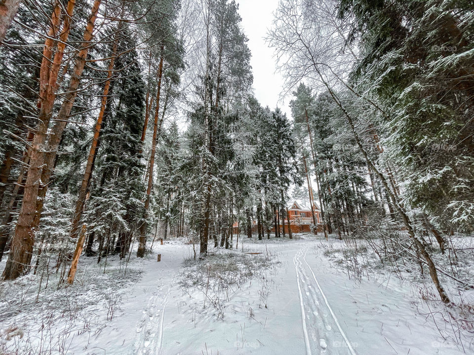 Winter landscape with forest in cloudy December day 