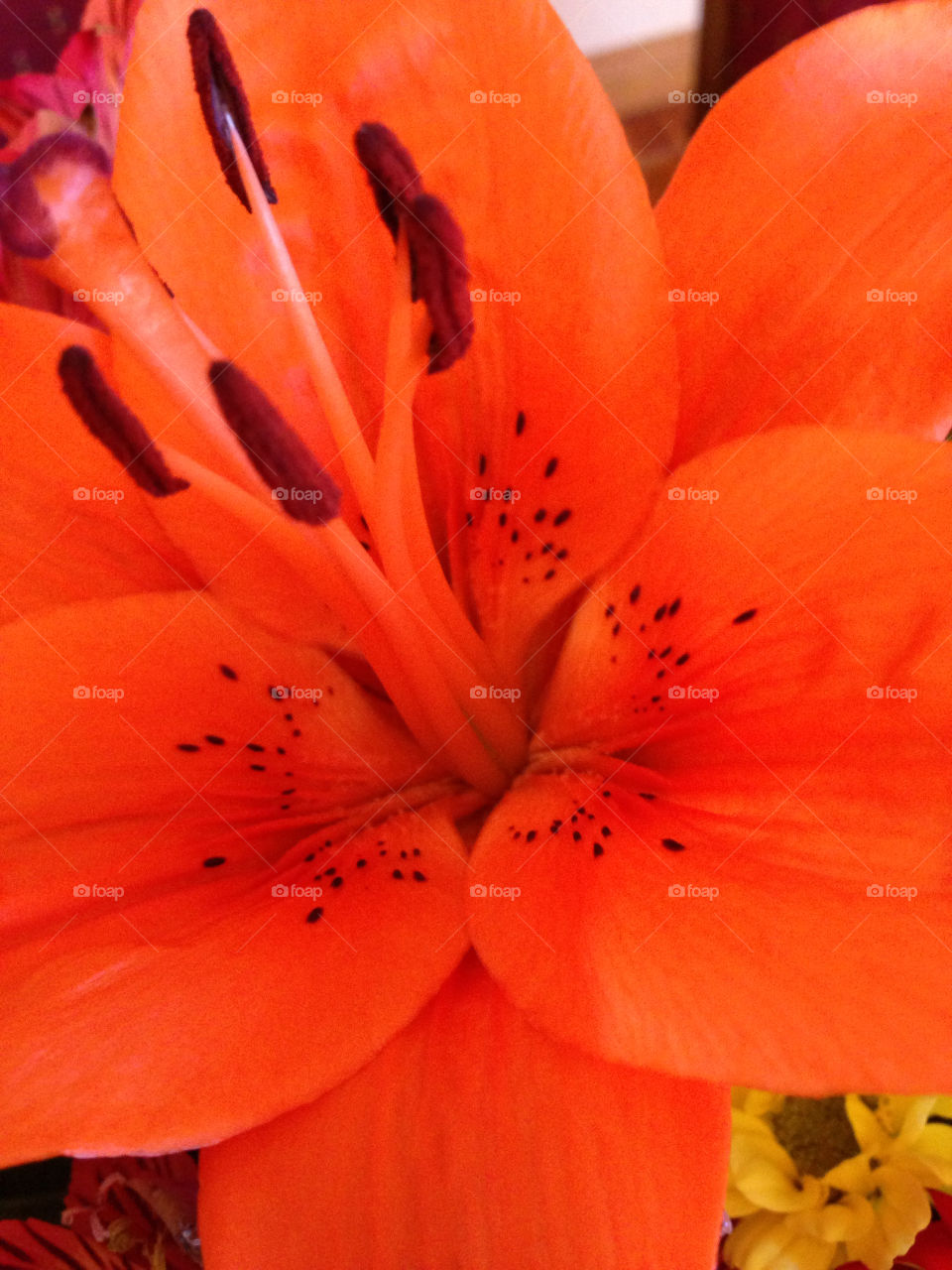 Orange  flower