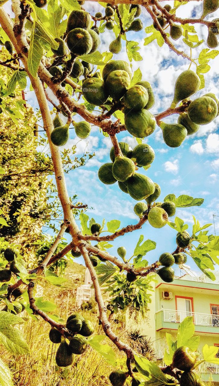 Athens "figs"