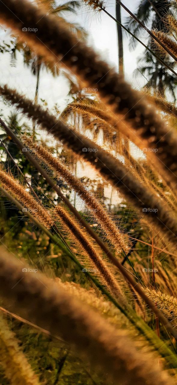 Beautiful and colourful Nature