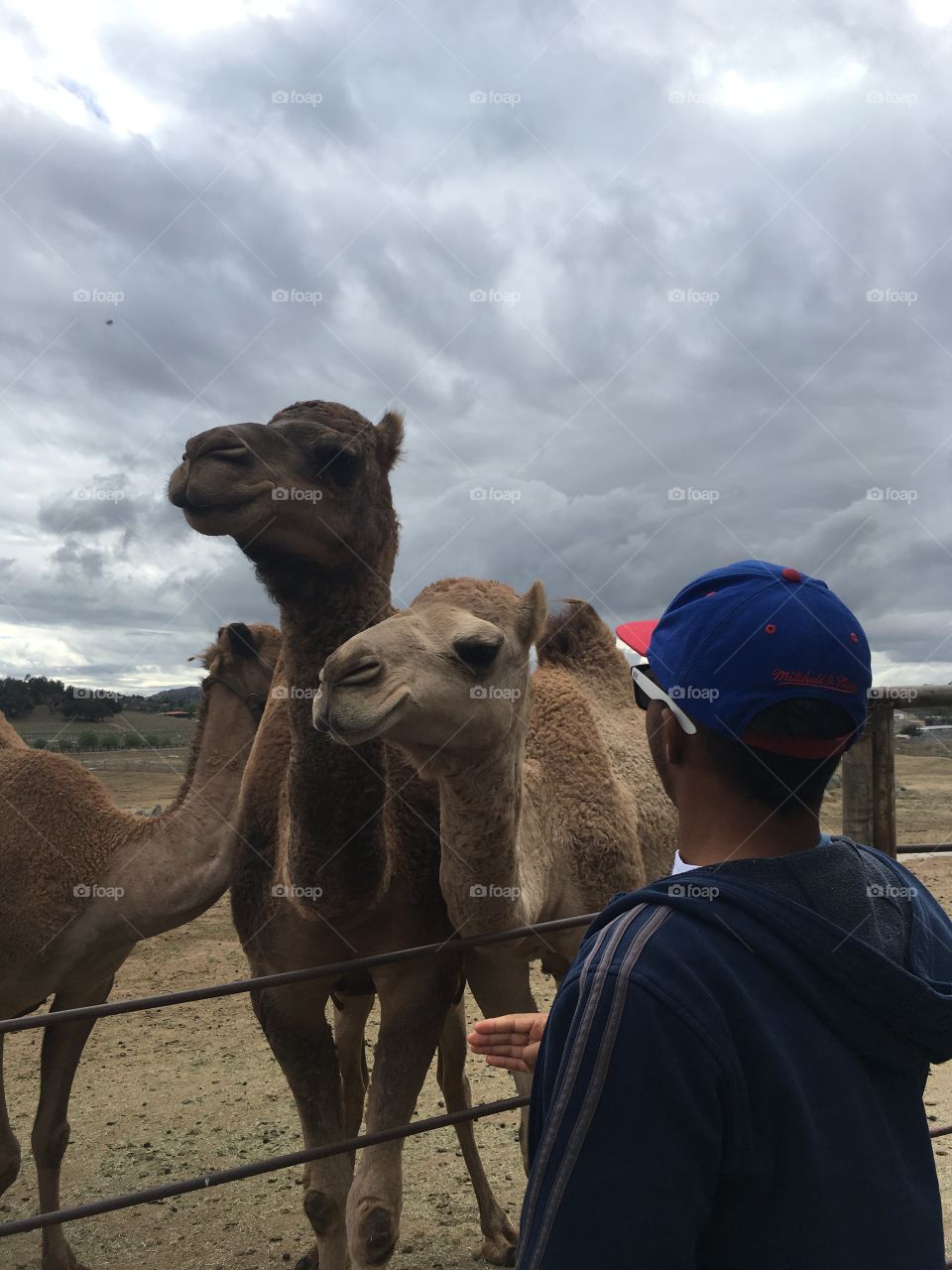 Camel, Desert, Mammal, Bedouin, Arabian Camel