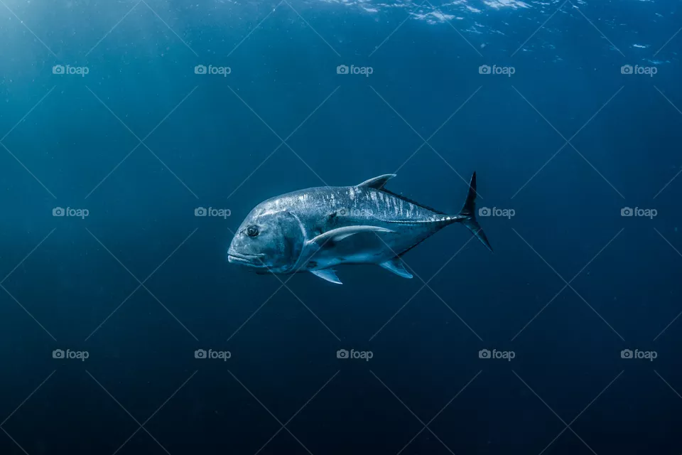A giant trevally fish swimming in blue water. 