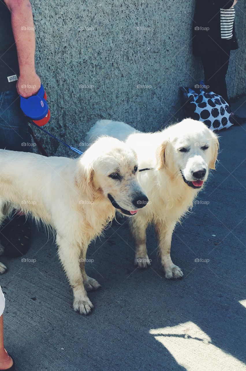 Two white smiling Labradors 