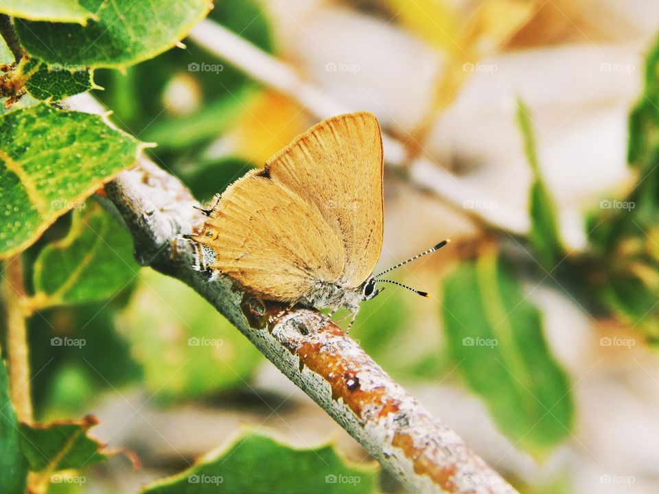 Hairstreak Butterfly 