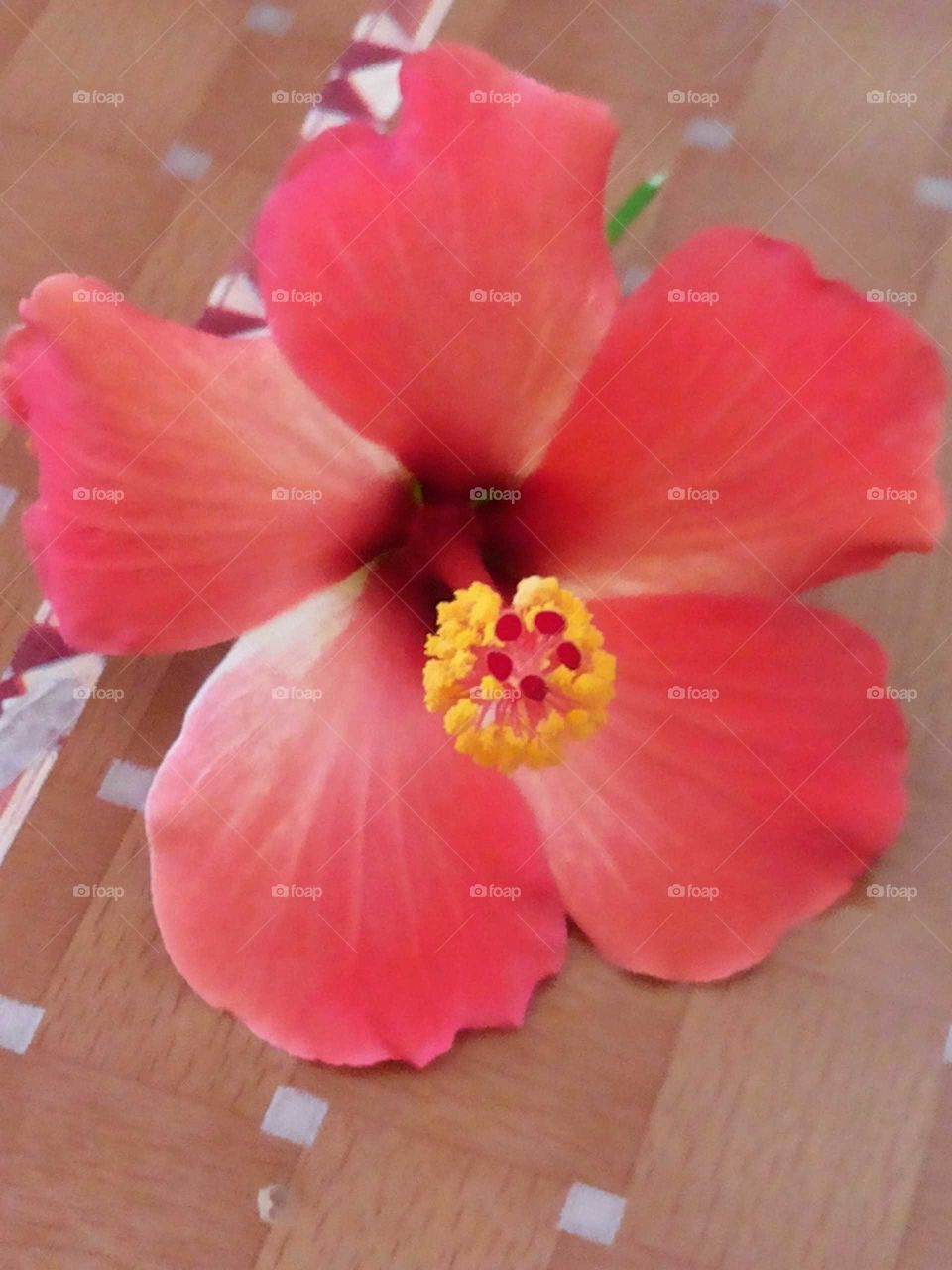 Beauty of Hibiscus Flower