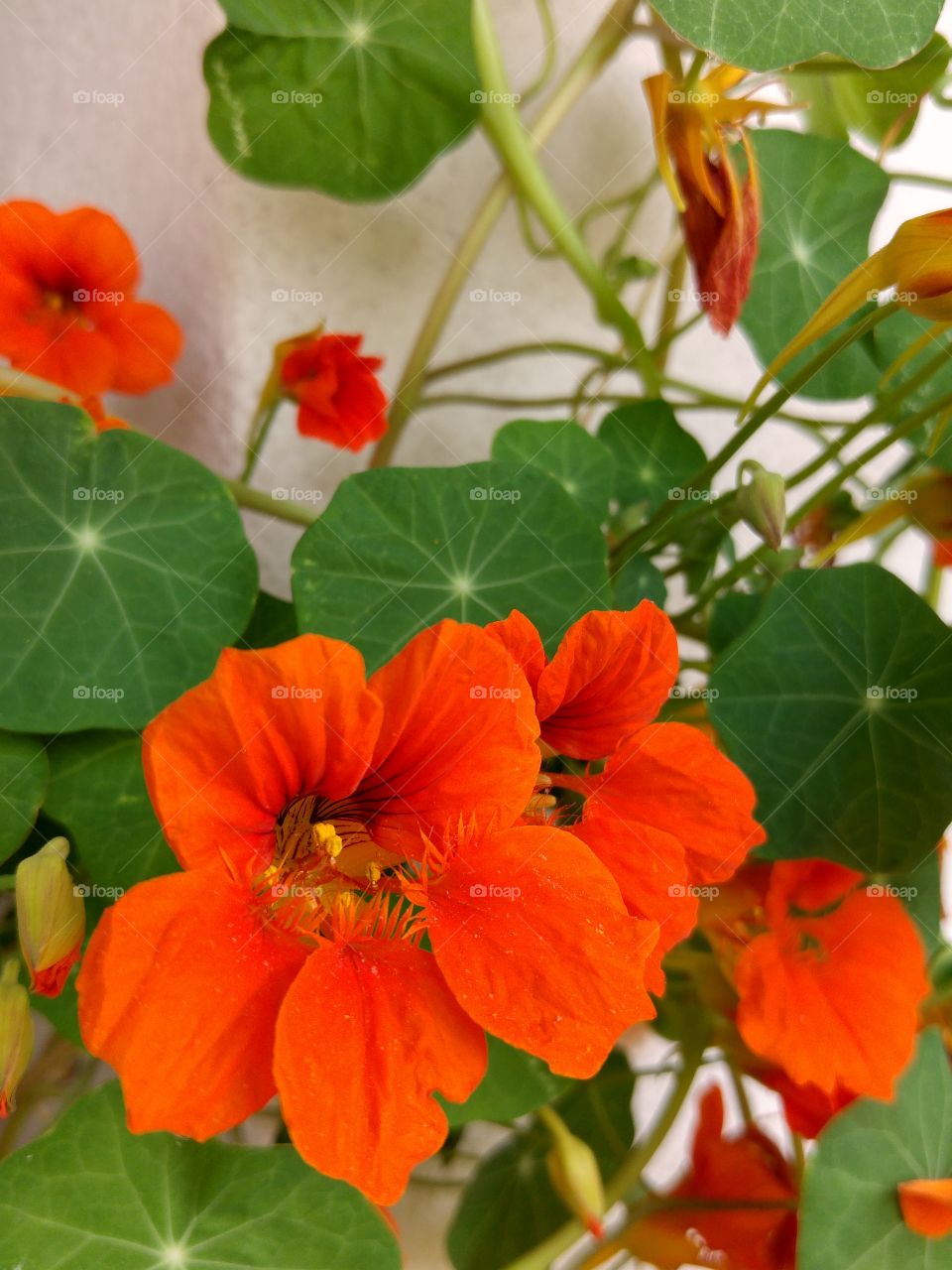 What the pots contain