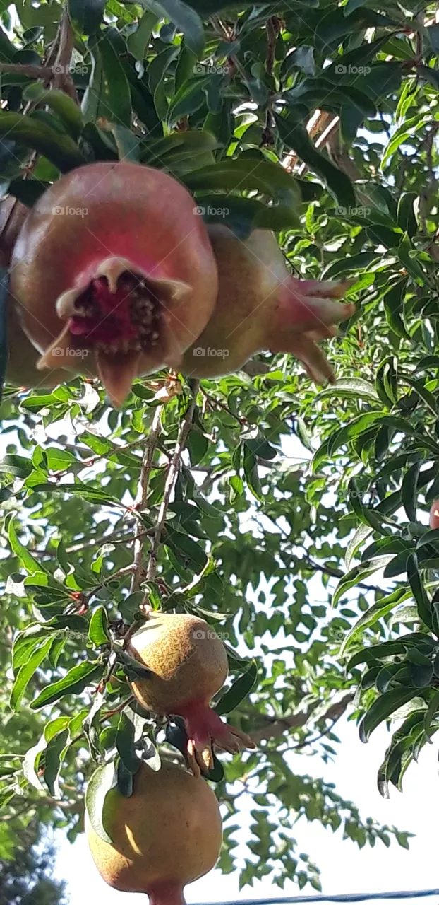 fruit