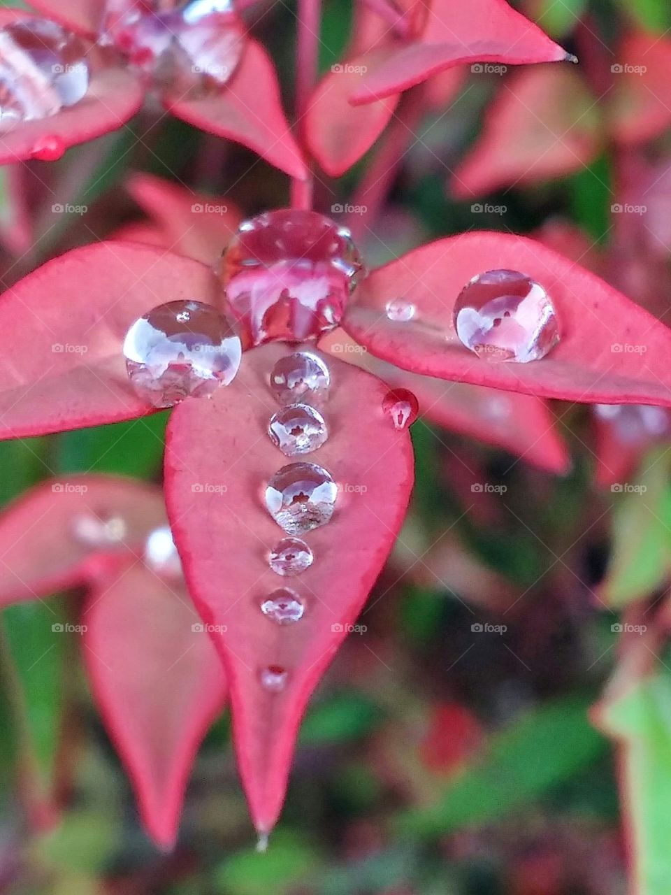 Morning dew gift.