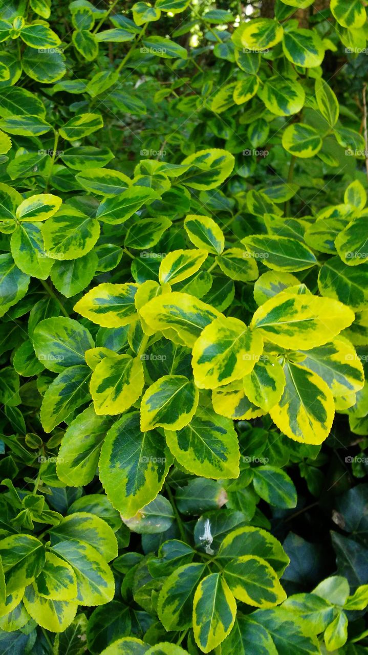 spring. green. lime. leaves