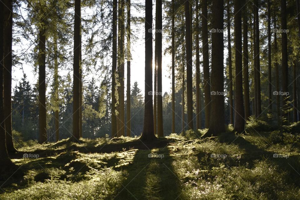 sun and shadow in the forrest
