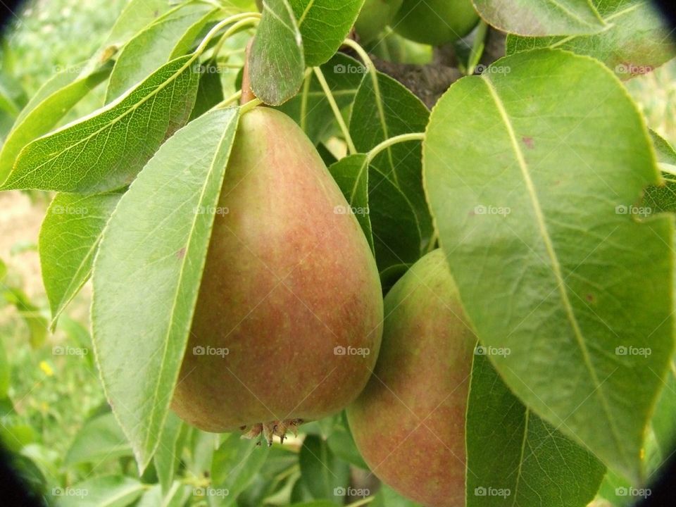 Pear in the tree