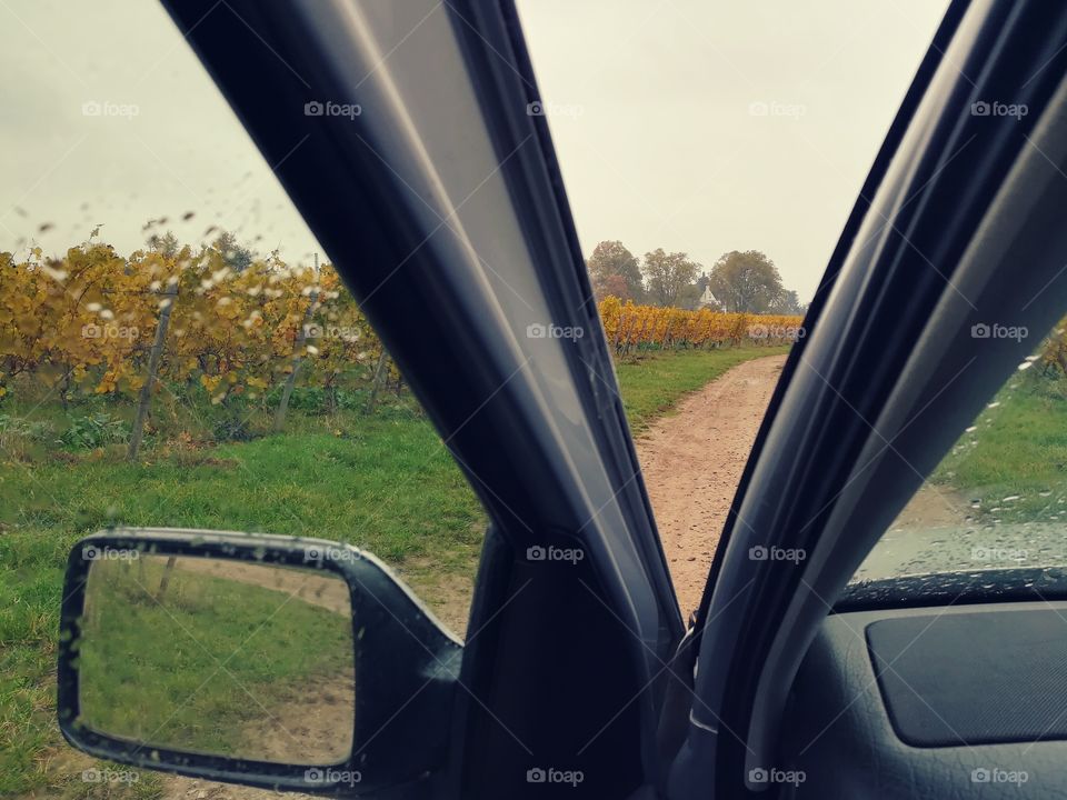 Vineyard in the rain