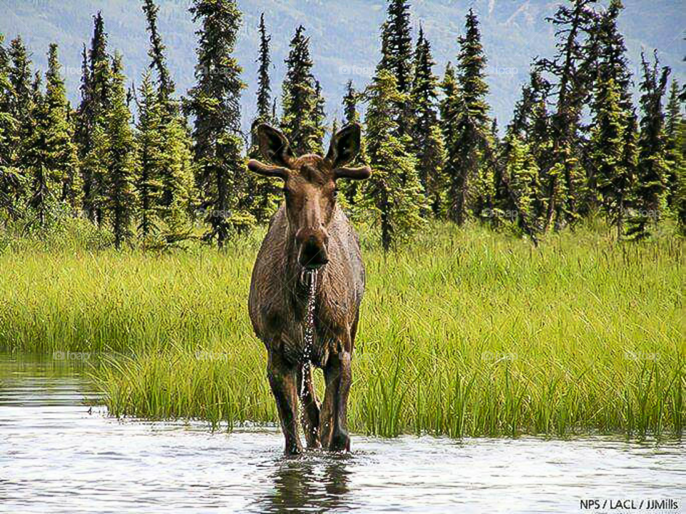 wild moose drinking water from stream