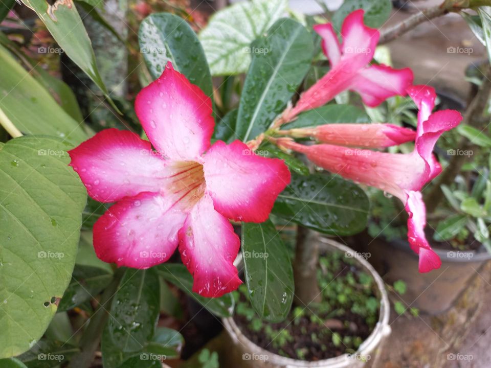 Adenium is a species of ornamental plant whose stem is large, the bottom resembles a tuber, the stem is not cambium