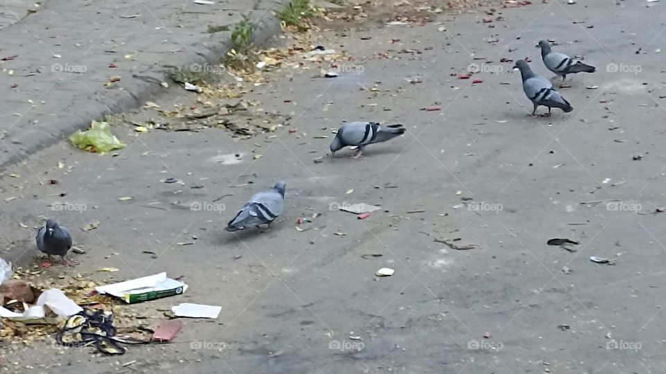 pigeon