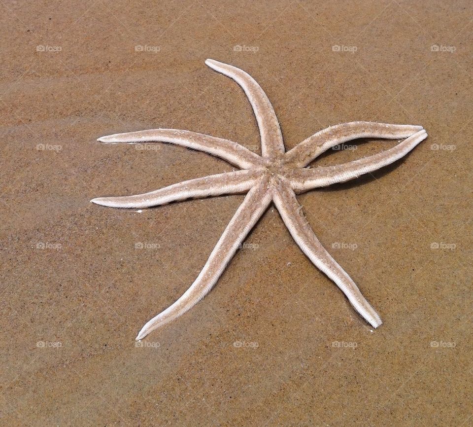 sand hav semester sjöstjärna by cajunshrimp