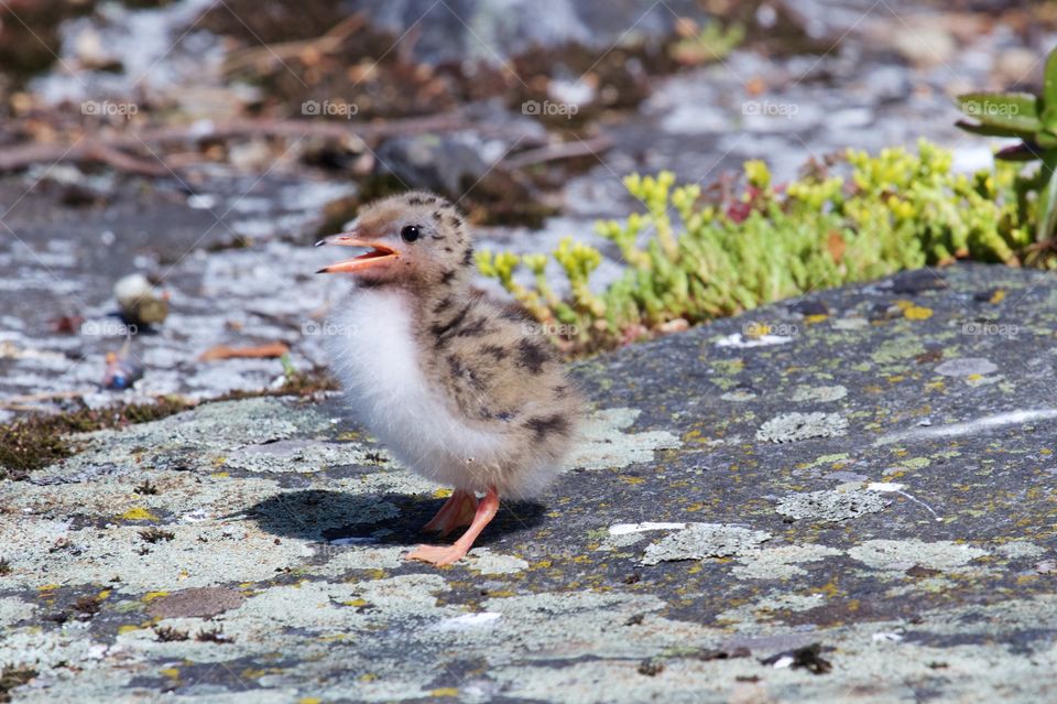 Young seagull standing in sunlight