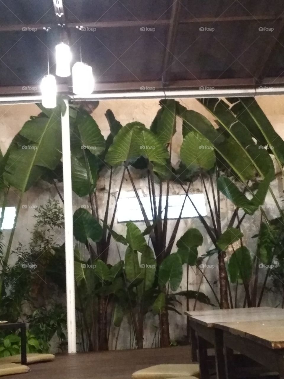 plants inside the restaurant