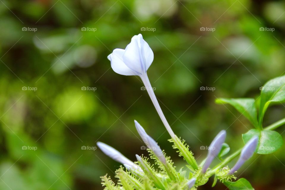 White Flower 