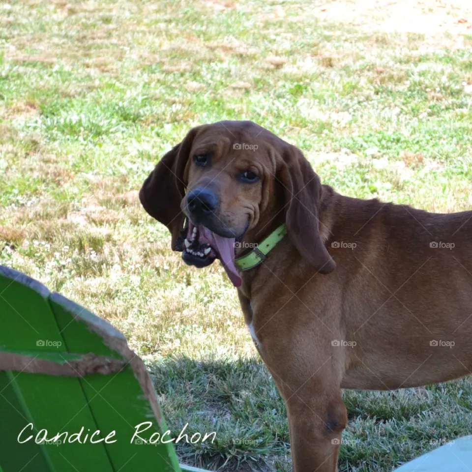 hound