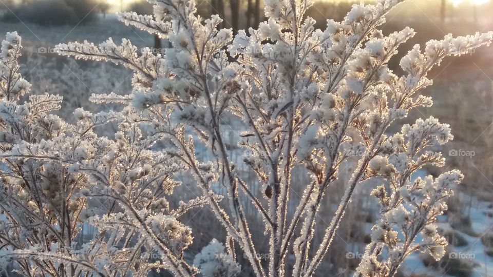 Frozen Nature on my morning walk