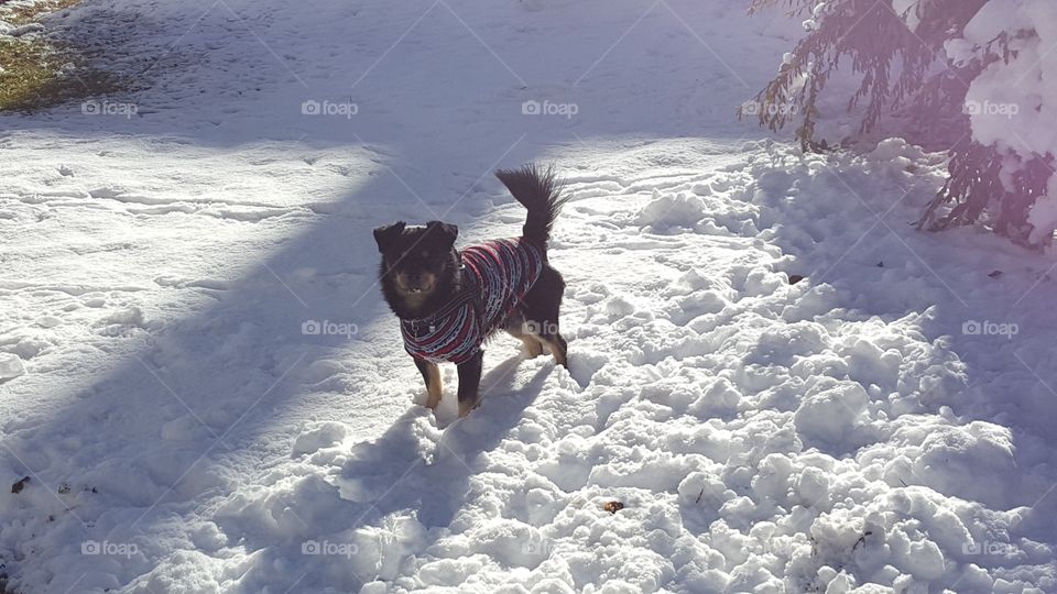 snow doggie