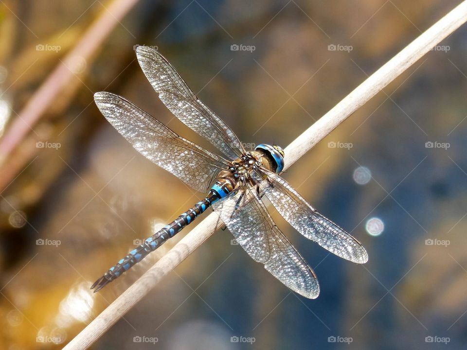 Anax imperator blue dragonfly dragonfly dragonfly emperor