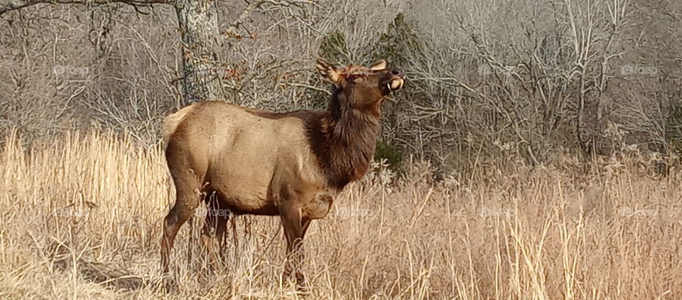 Elk enjoying 🌄